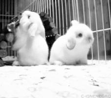 trust rabbits GIF