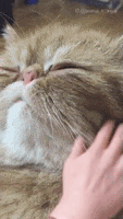 Cat Being GIF