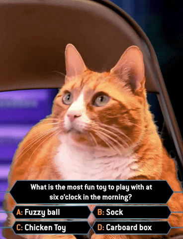 Game Show Cat GIF