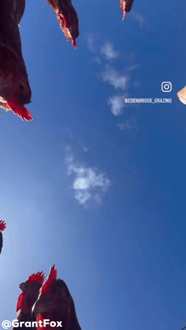 Chickens Hens GIF