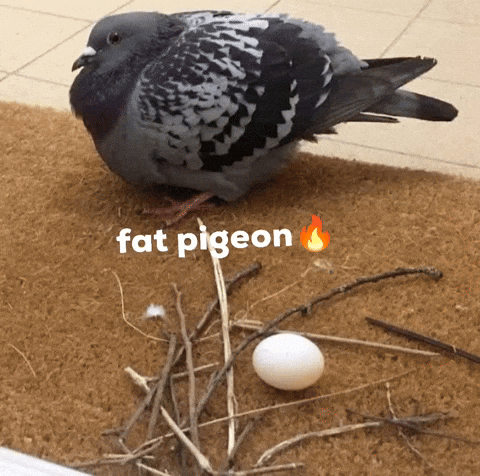 Fat Pigeon GIF
