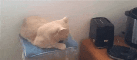 Cat Kitchen animated GIF
