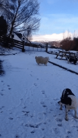 dogs sheep GIF