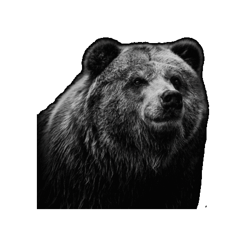 Endangered Species Act Bear Sticker by Defenders of Wildlife