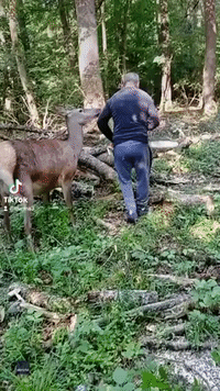 Need Some Help? Curious Deer Gets Up Close to Woodcutter