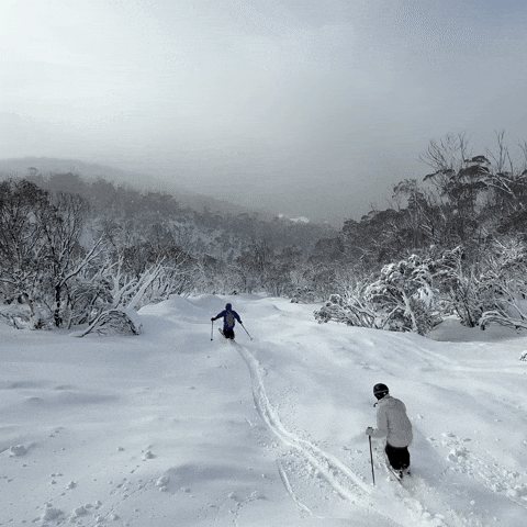 GIF by Thredbo