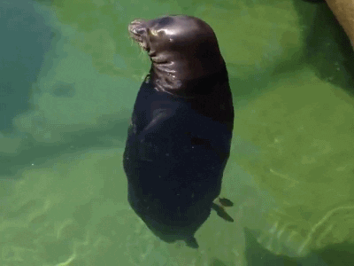 seal GIF