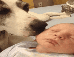 Dog Licking GIF by America's Funniest Home Videos