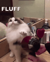 fluff GIF