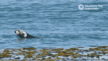 Sea Otter Swimming GIF by Monterey Bay Aquarium