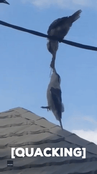 Kookaburras Go Beak-to-Beak in Feisty Tug of War