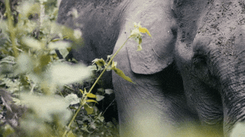 GIF by Planet Vegan