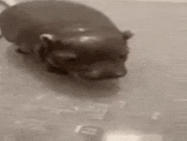 Hippo GIF