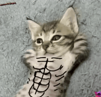 Cat GIF