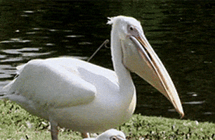 Pelican GIFs - Find & Share on GIPHY