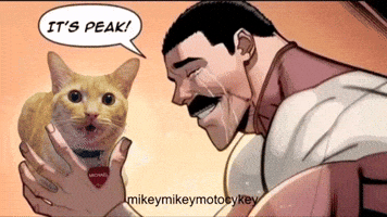 Funny Cat GIF