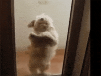 Animal-dance-party GIFs - Get the best GIF on GIPHY