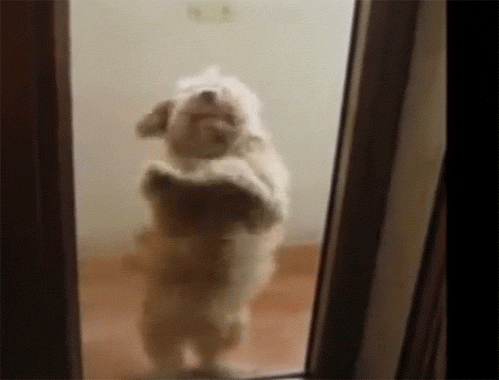 Dancing Dog GIFs - Get the best GIF on GIPHY