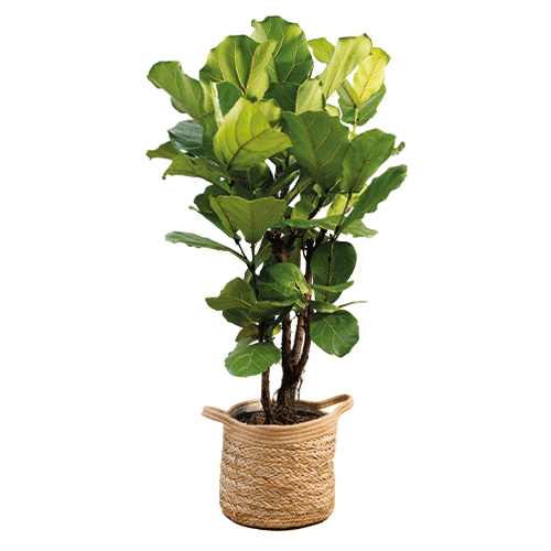 PLNTS_com Sticker