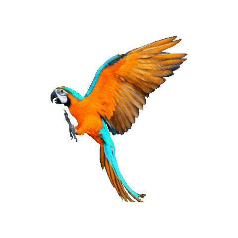 Orange Fly Sticker by freikopf