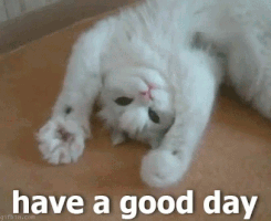 Good Day Cat GIF