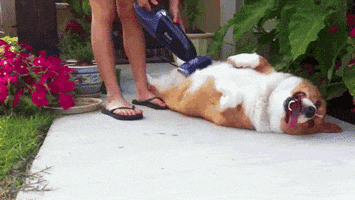 Cleaning Vacuuming GIF by The BarkPost