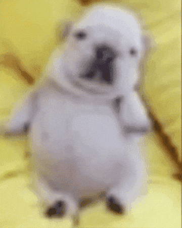 Dog GIF