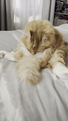Funny Cat GIF