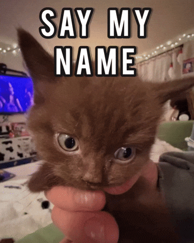Cat Bert GIF