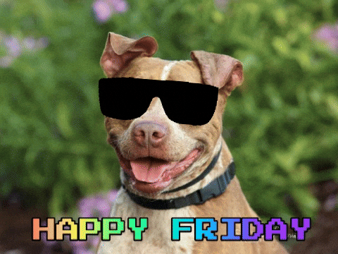 happy friday bulldog meme