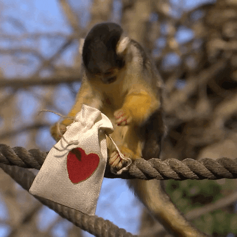 Valentines Day GIF by Storyful