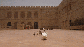 Dog India GIF by Suryagarh Collection