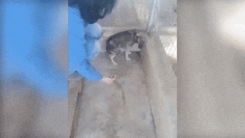 tails  GIF