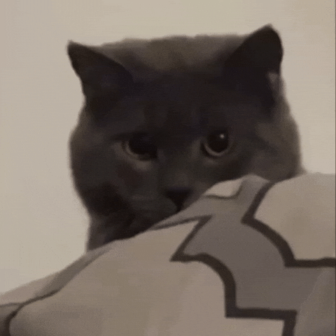 Fat Cat GIF