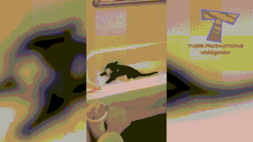 Maybe The Dingo Ate Your Baby GIFs - Find & Share on GIPHY