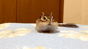 Video gif. Adorable chipmunk with large cheeks burrows around on a blanket as if trying to find something to eat. It yawns, then pretends to chew something.