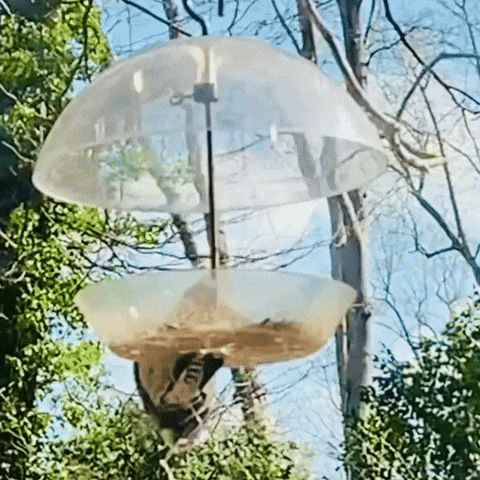 Red Bellied Woodpecker GIF