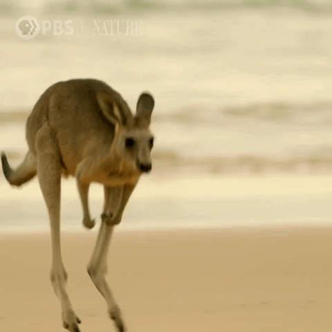 Kangaroo-hopping GIFs - Get the best GIF on GIPHY