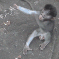 baby monkeys GIF