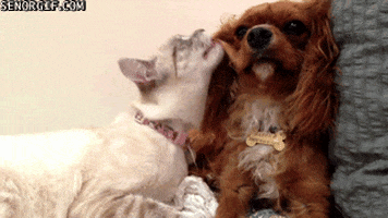 cat licking dog