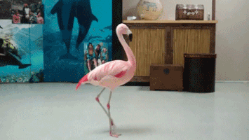 flamingo continues GIF