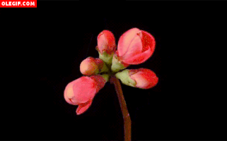 flores rama GIF