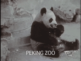 Hungry Panda GIF by US National Archives