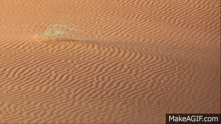 desert GIF