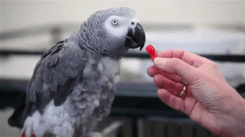 bird parrot GIF by Harvard University