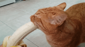 Cat Eating A Banana GIFs - Find & Share on GIPHY