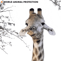 Giraffe Eating GIF by World Animal Protection