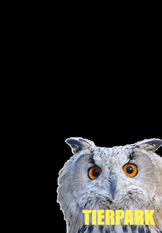 Tierpark Dessau GIF