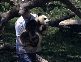 panda GIF