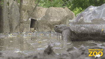 Chicago Olympics GIF by Brookfield Zoo